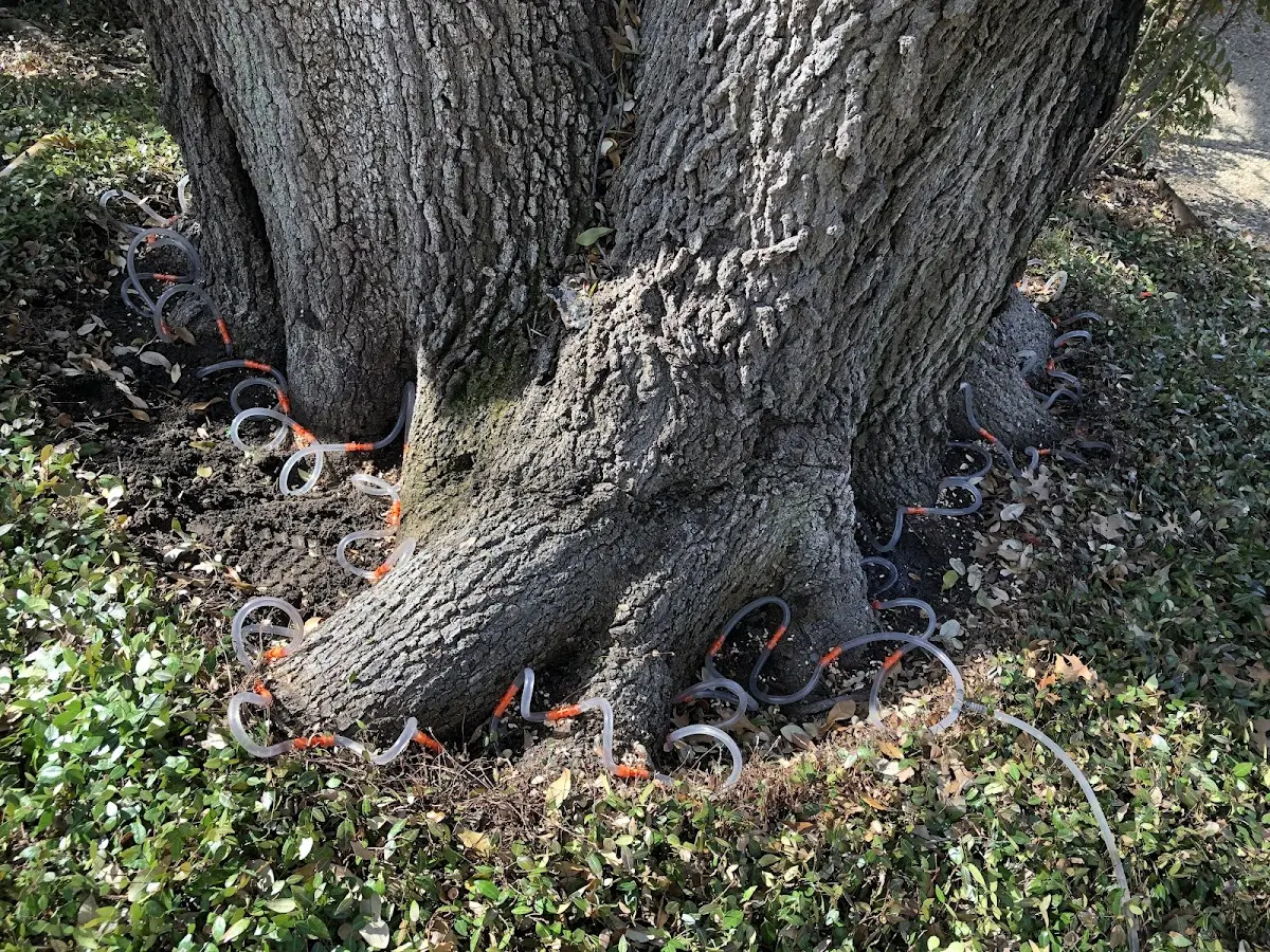 Detailed Tree Cabling and Bracing job site in Quitman